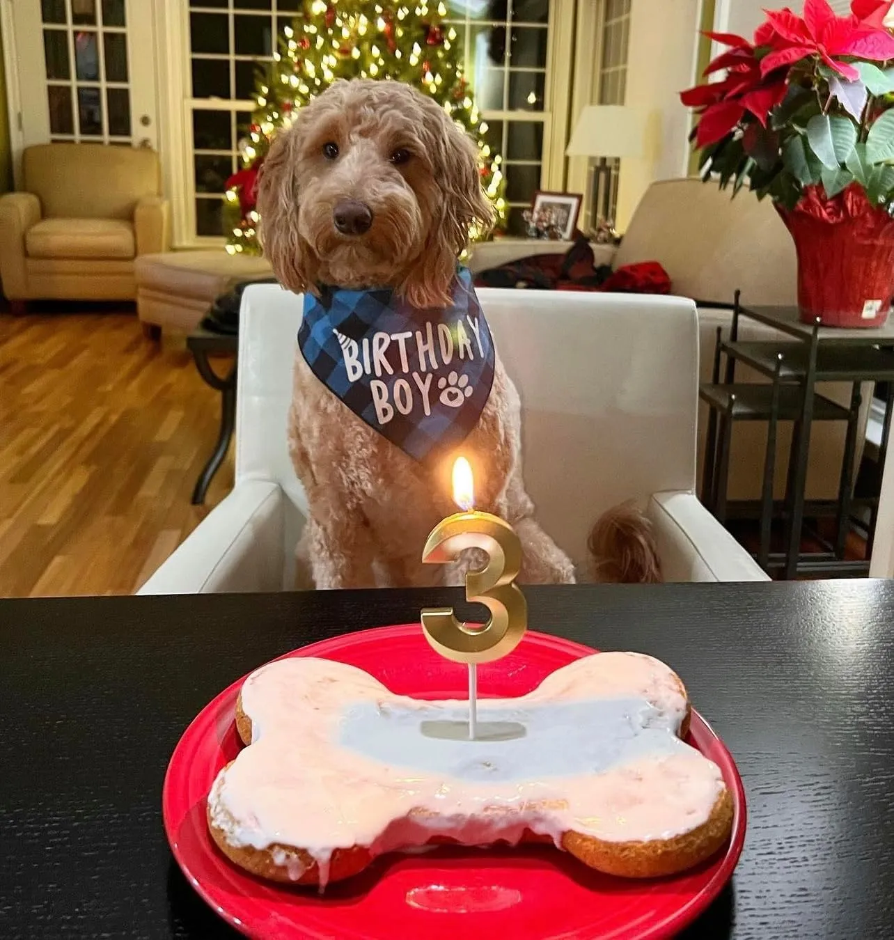 Dog Birthday Bandana Boy